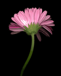 pic for Pink Flower